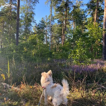 Holiday home Miedzy Falami Lazy (West Pomeranian)